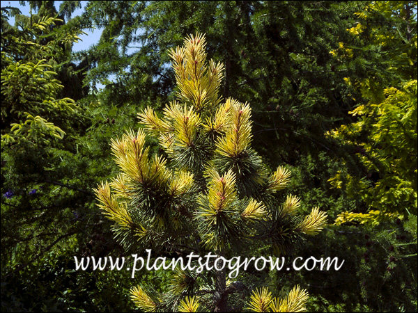 Striking new foliage color in the spring.